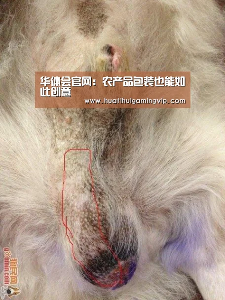 华体会竞猜